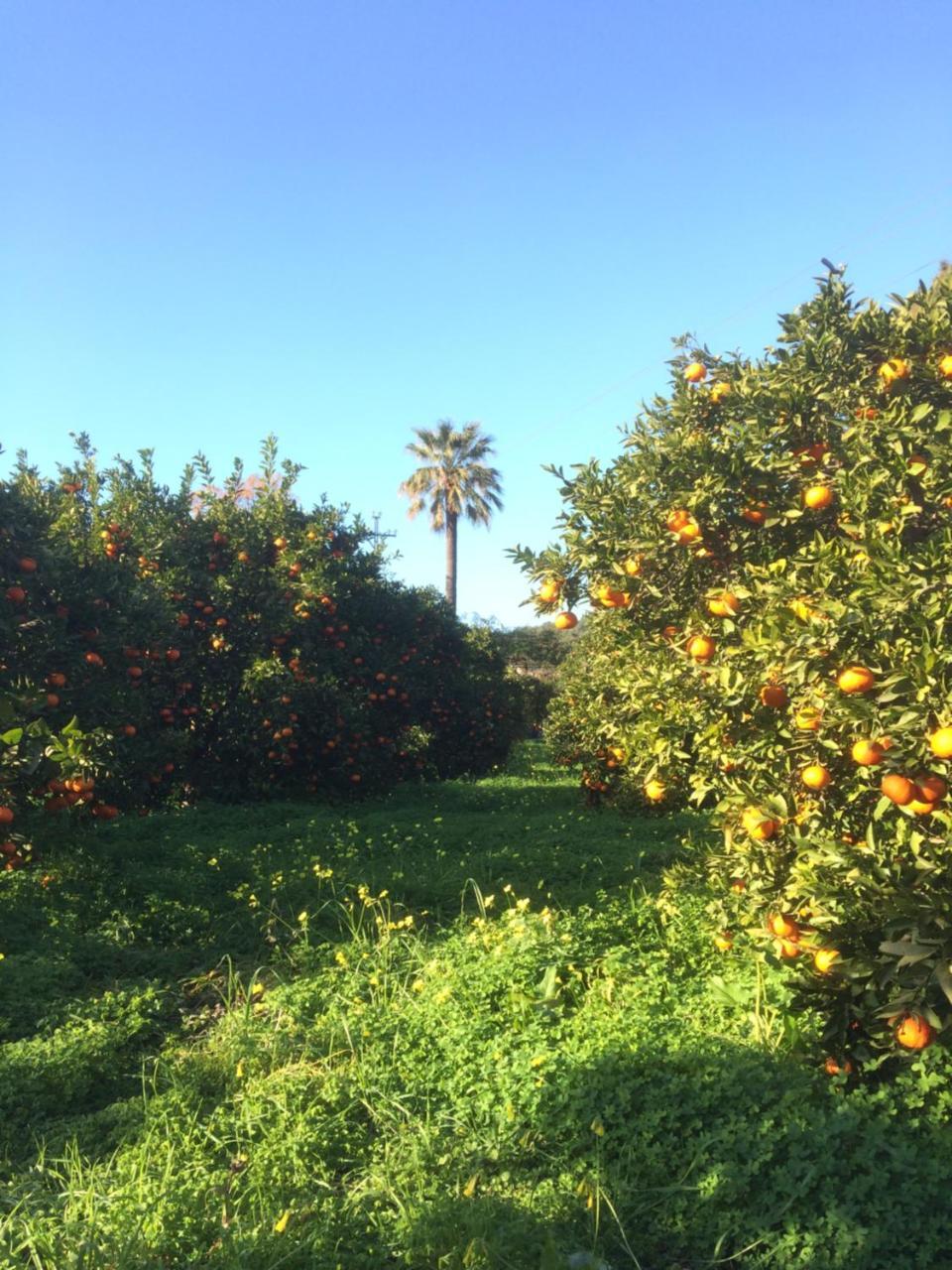 Farm stay Cas Sant Soller